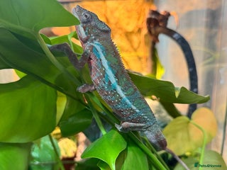 Chameleon reptiles Chameleons - Advert 1