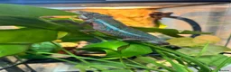 Chameleon reptiles for sale: Chameleons ambilobe - Advert 11