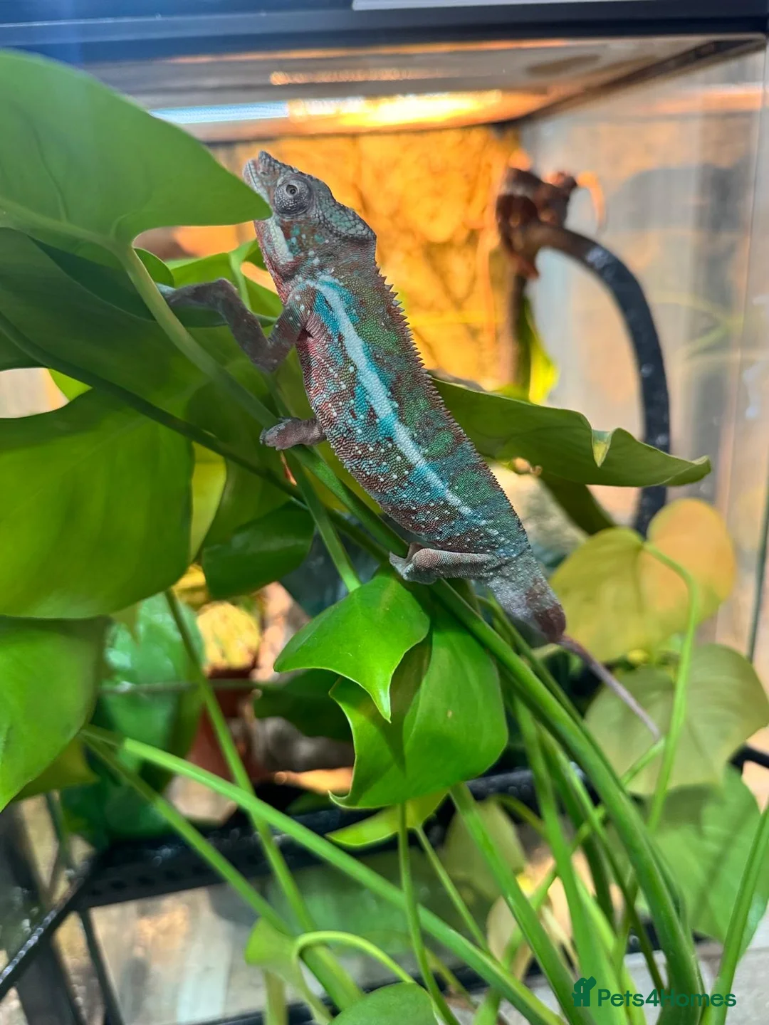 Chameleon reptiles for sale: Chameleons ambilobe - Advert 11