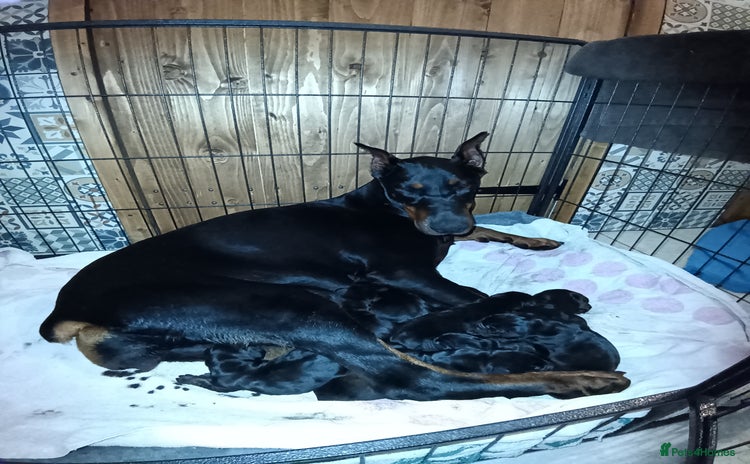 Dobermann dogs - Advert 1