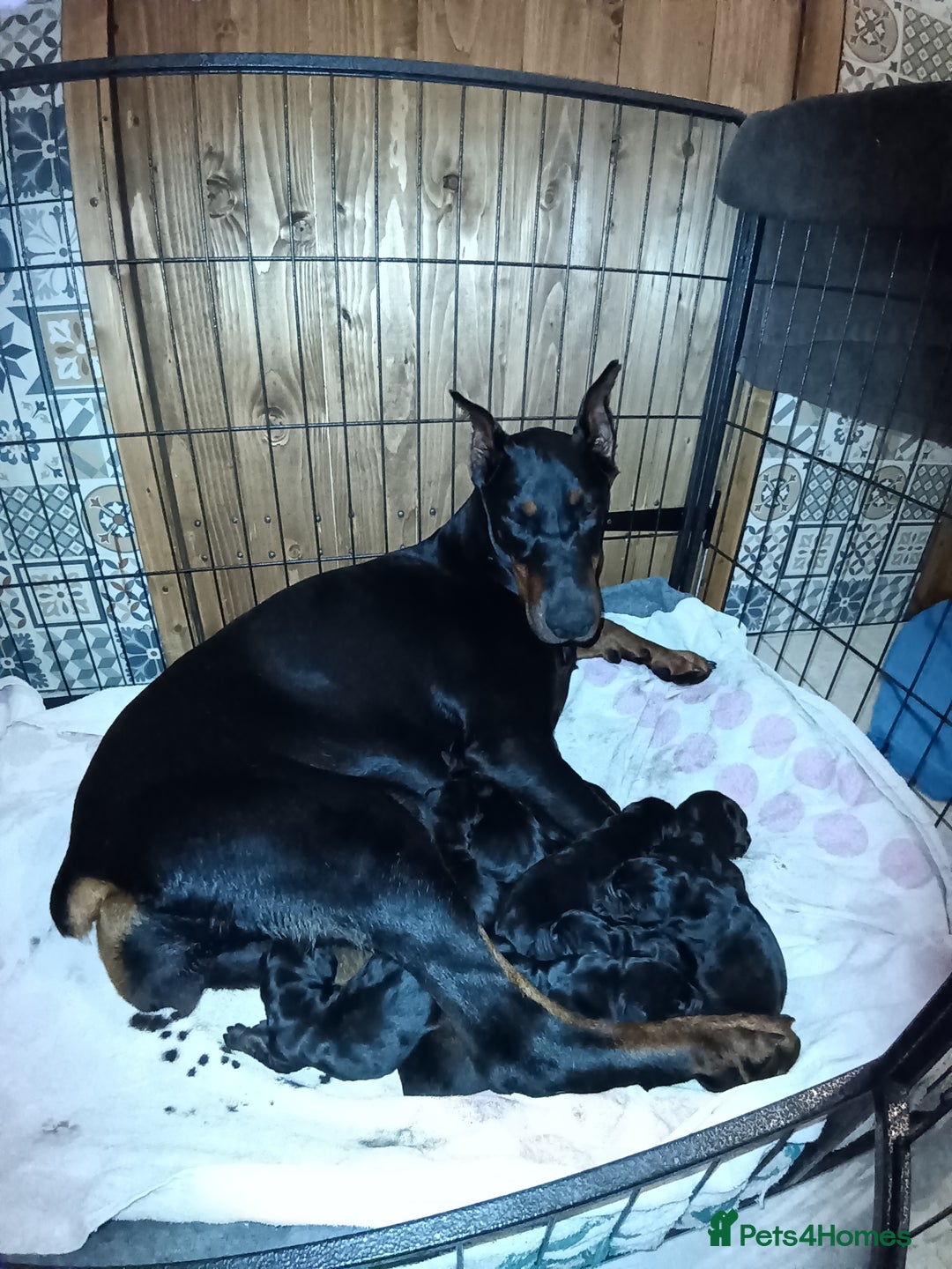 Dobermann dogs for sale: EUROPEAN DOBERMAN PUPPIES in Walsall - Image 1