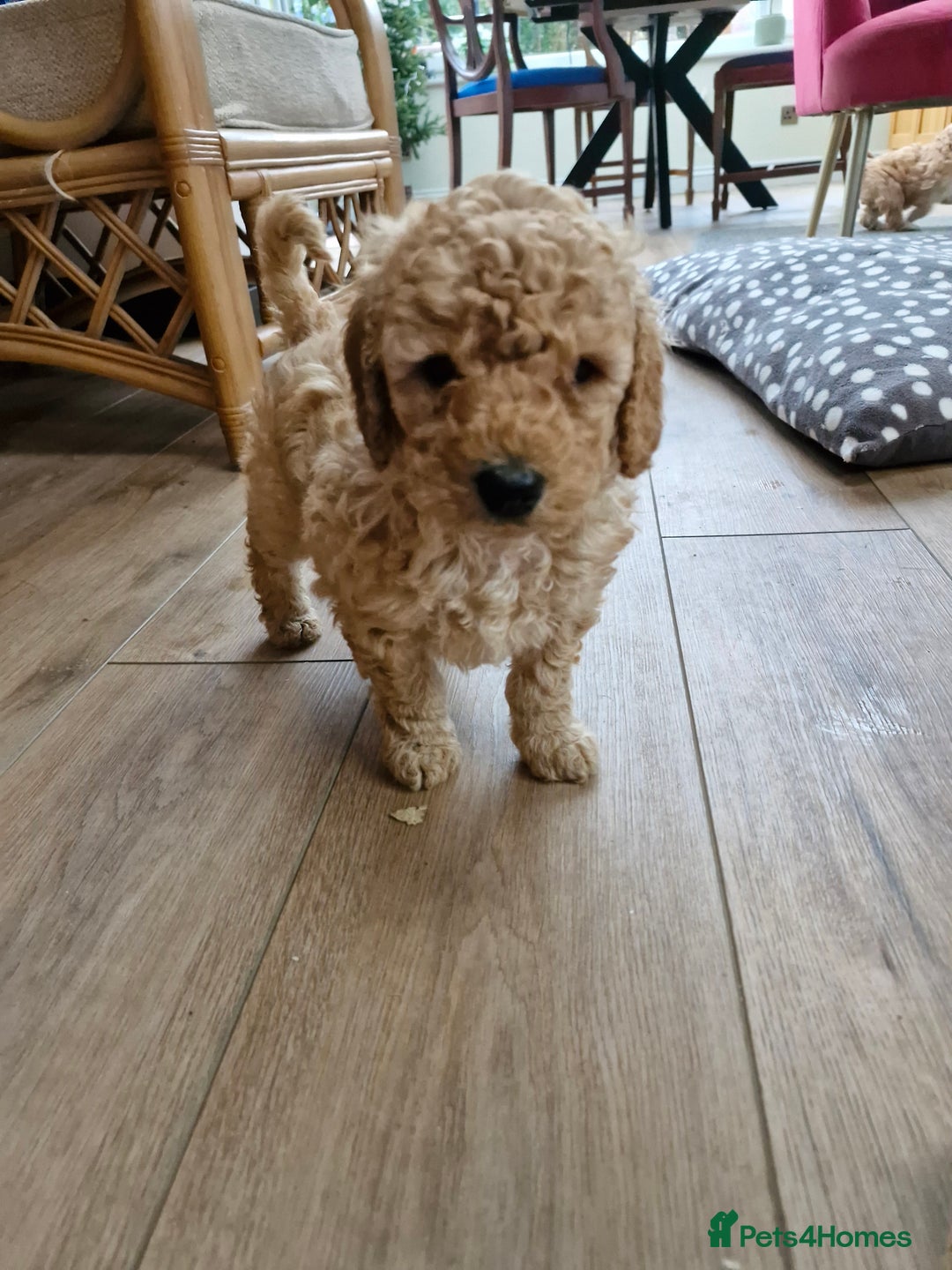 Miniature Poodle dogs for sale: Outstanding Show Quality MInature Poodles - Advert 11