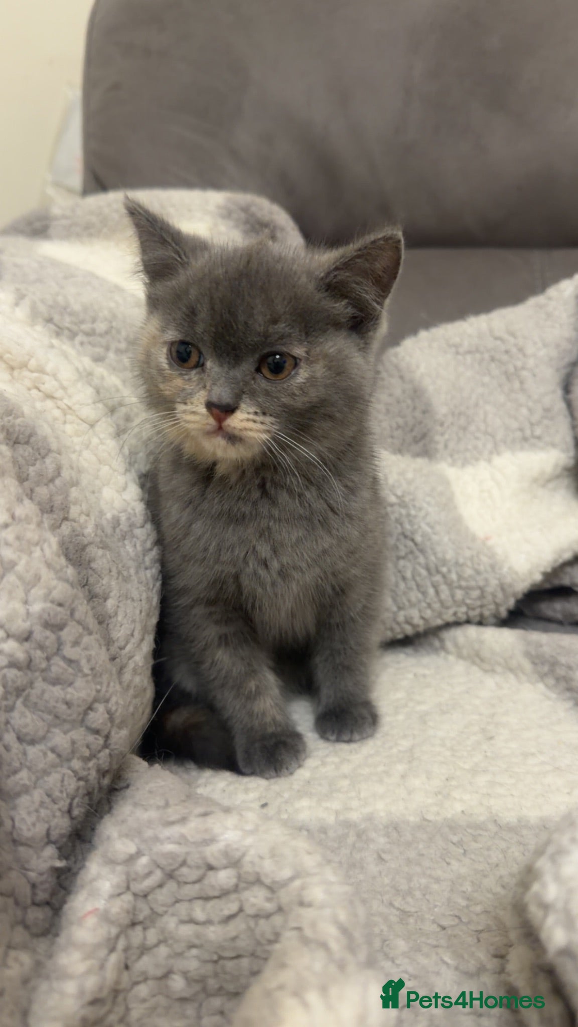 Mixed Breed cats MistyBella  - Advert 1