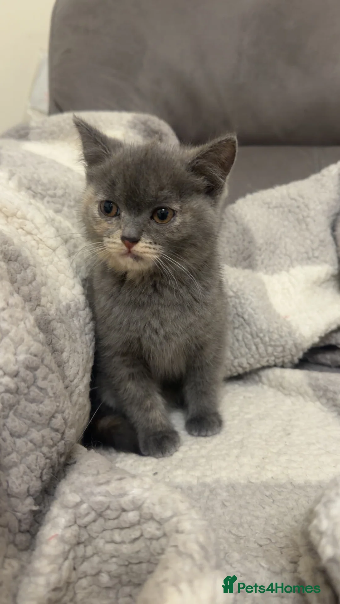 Mixed Breed cats for sale: MistyBella  - Advert 1
