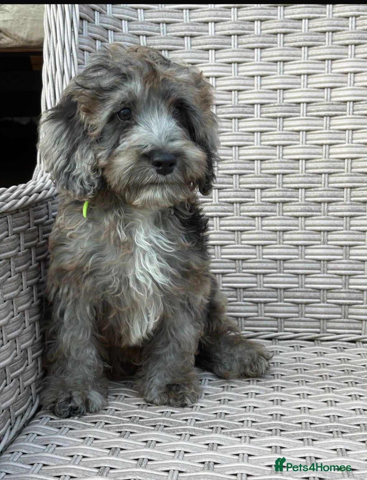 Cockapoo dogs Stunning f1 cockapoo puppies 🐶  - Advert 1