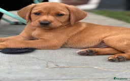 Labrador Retriever dogs for sale: 2 Beautiful female black lab READY TO LEAVE NOW!  in Tidworth - Image 18