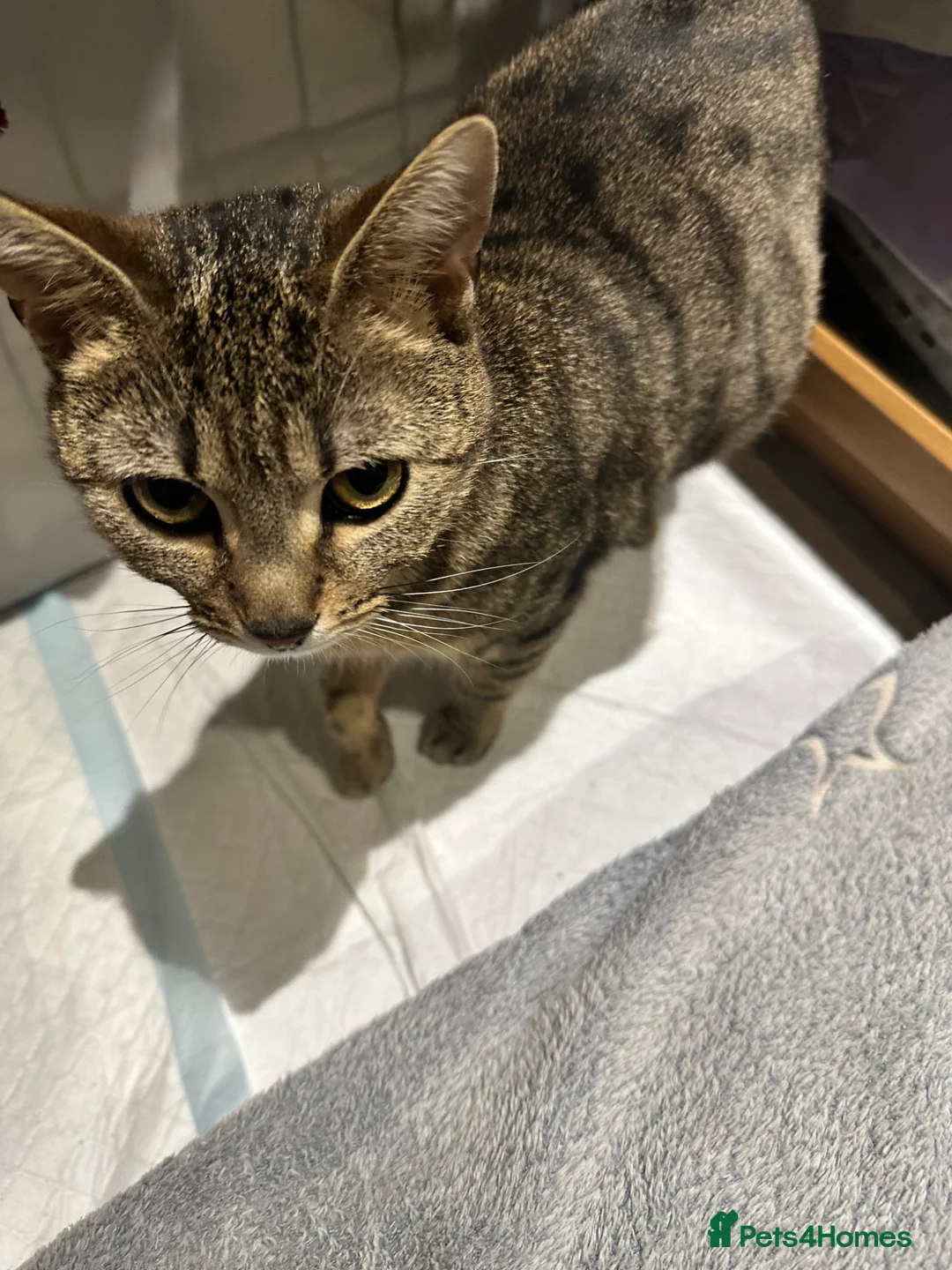 Mixed Breed cats for sale: Absolutely gorgeous female kitten for sale - Advert 2