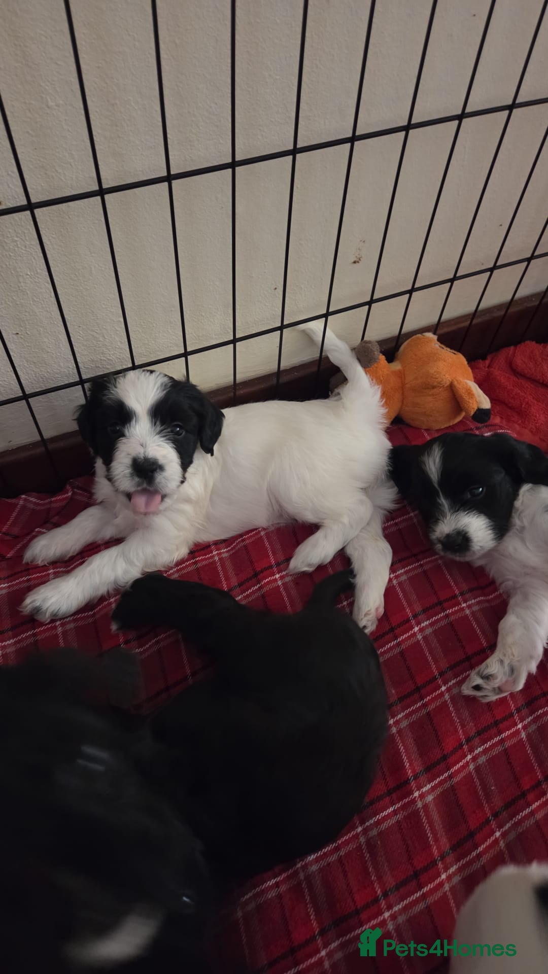 Mixed Breed dogs ONE GIRL LEFT . Tibetan Terrier x Sprocker Puppies - Advert 16