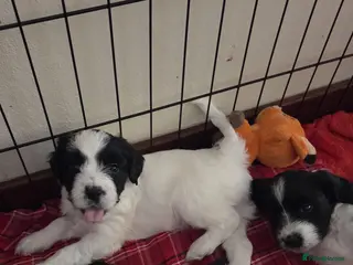 Mixed Breed dogs ONE GIRL LEFT . Tibetan Terrier x Sprocker Puppies - Advert 16