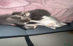 Ragdoll cats for sale: Mixed breed Ragdoll - Image 4
