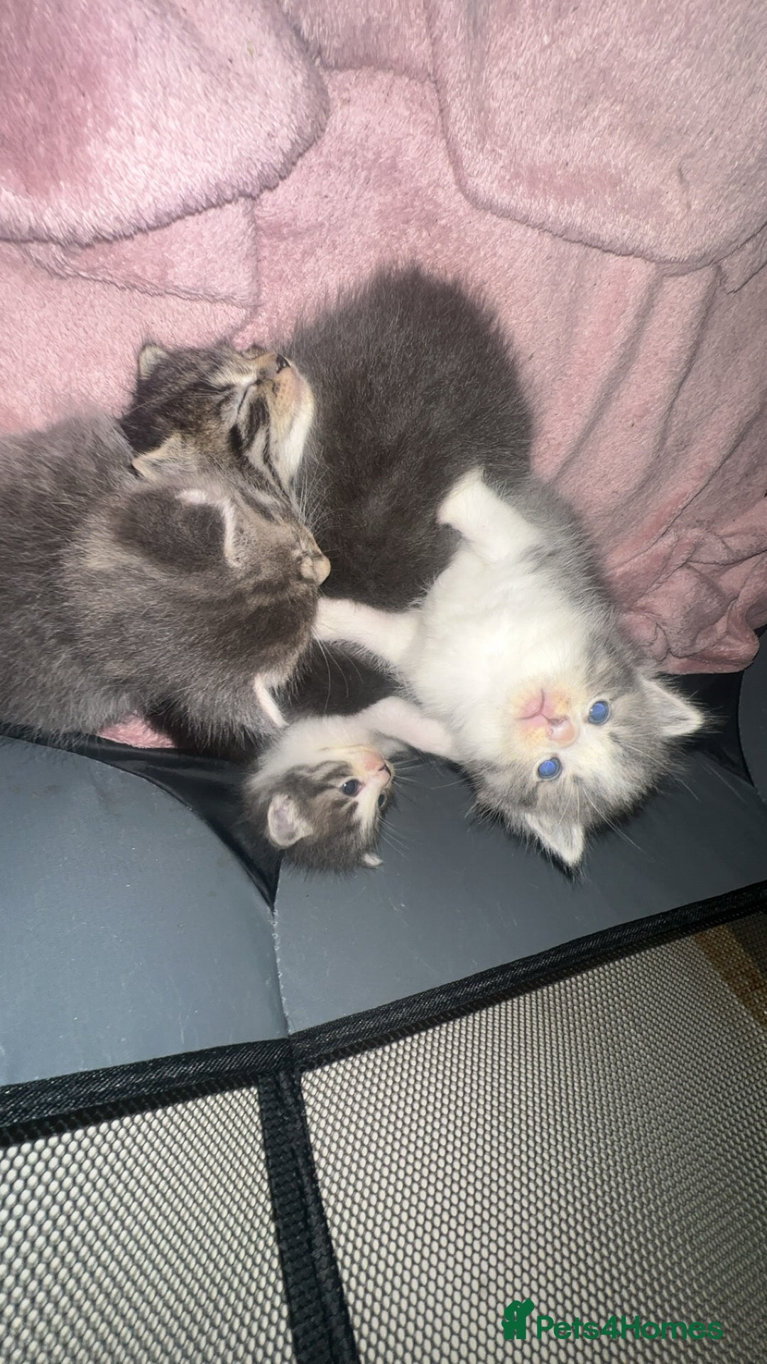 Ragdoll cats for sale: Mixed breed Ragdoll - Image 4