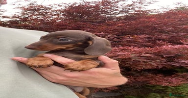 Dachshund dogs - Advert 2