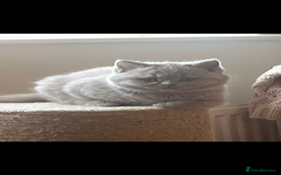 British Shorthair cats for sale: 4 month old GCCF British Short Hair - LILAC - Image 8