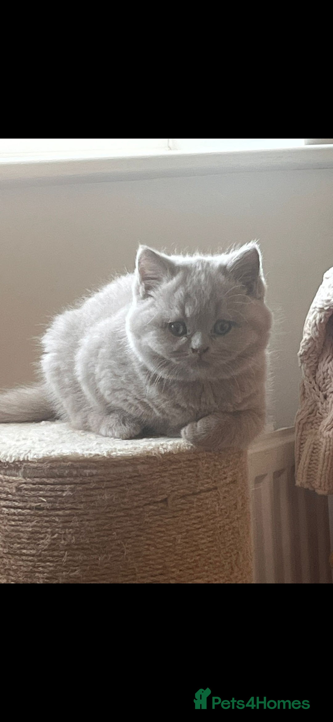 British Shorthair cats for sale: 4 month old GCCF British Short Hair - LILAC - Image 8