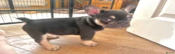 French Bulldog dogs for sale: Fluffy French Bulldog Puppies - Advert 7