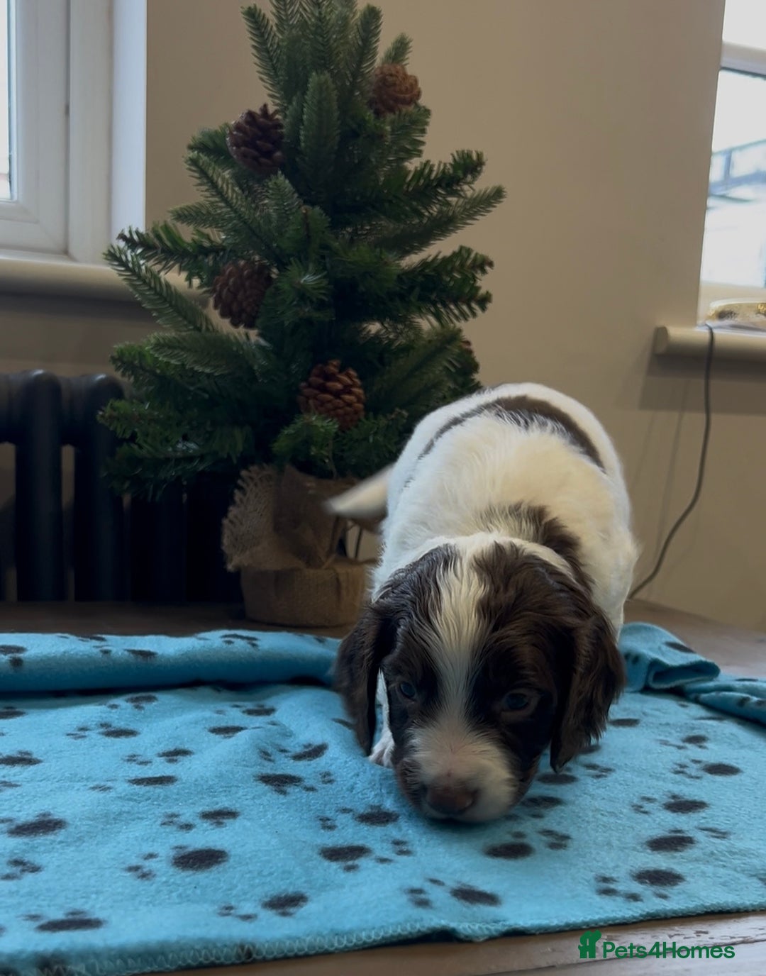 Cocker Spaniel dogs for sale: ✨Beautiful Cocker Spaniel Puppies✨ - Advert 27