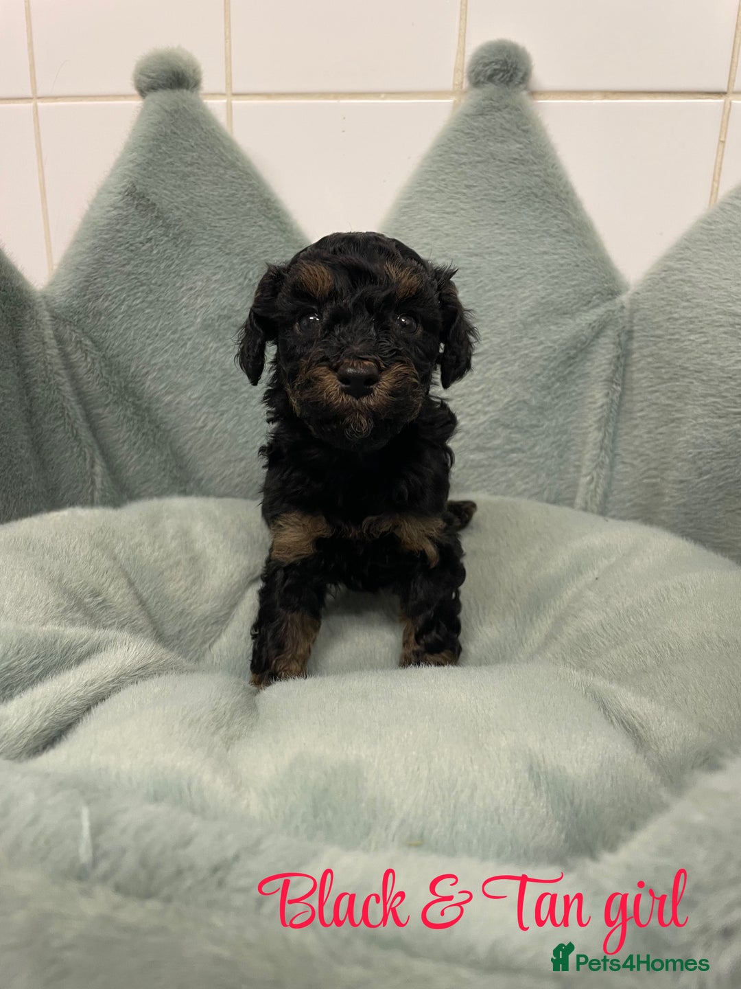 Cavapoo dogs for sale: Ready 22nd Dec f1b cavapoos - Advert 5