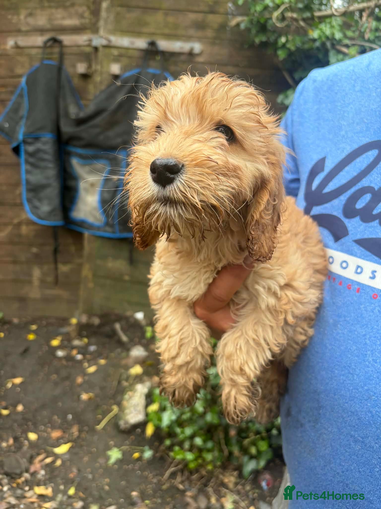Cockapoo dogs for sale: F1 cockerpoos available  - Advert 6
