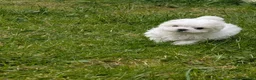 Maltese dogs for sale: TOY BOY MALTESE 💙💙 PRICE REDUCED! - Advert 13