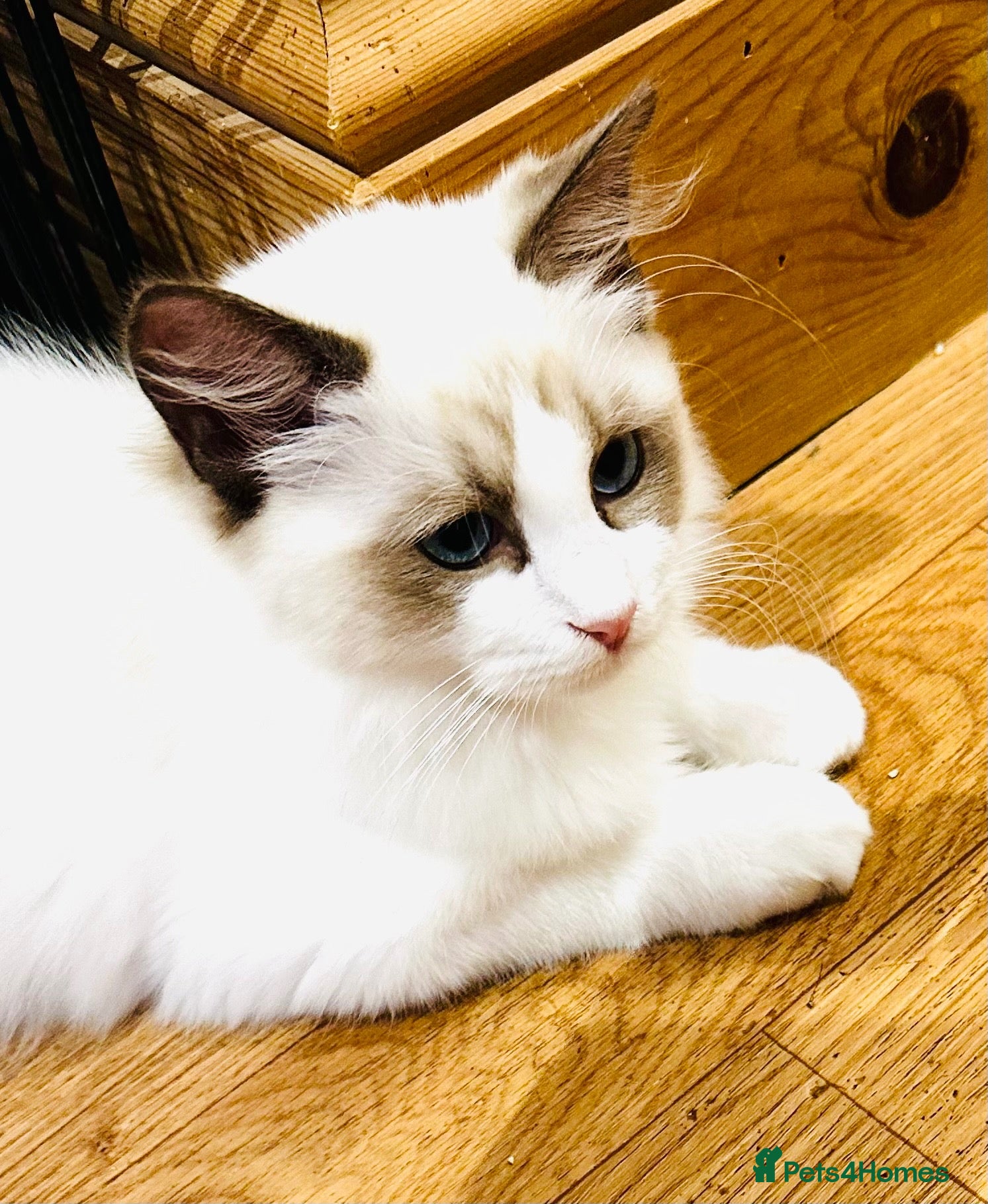 Ragdoll cats GCCF registered Ragdolls - Advert 2