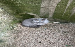 British Longhair cats for sale: British long hair female - Image 1