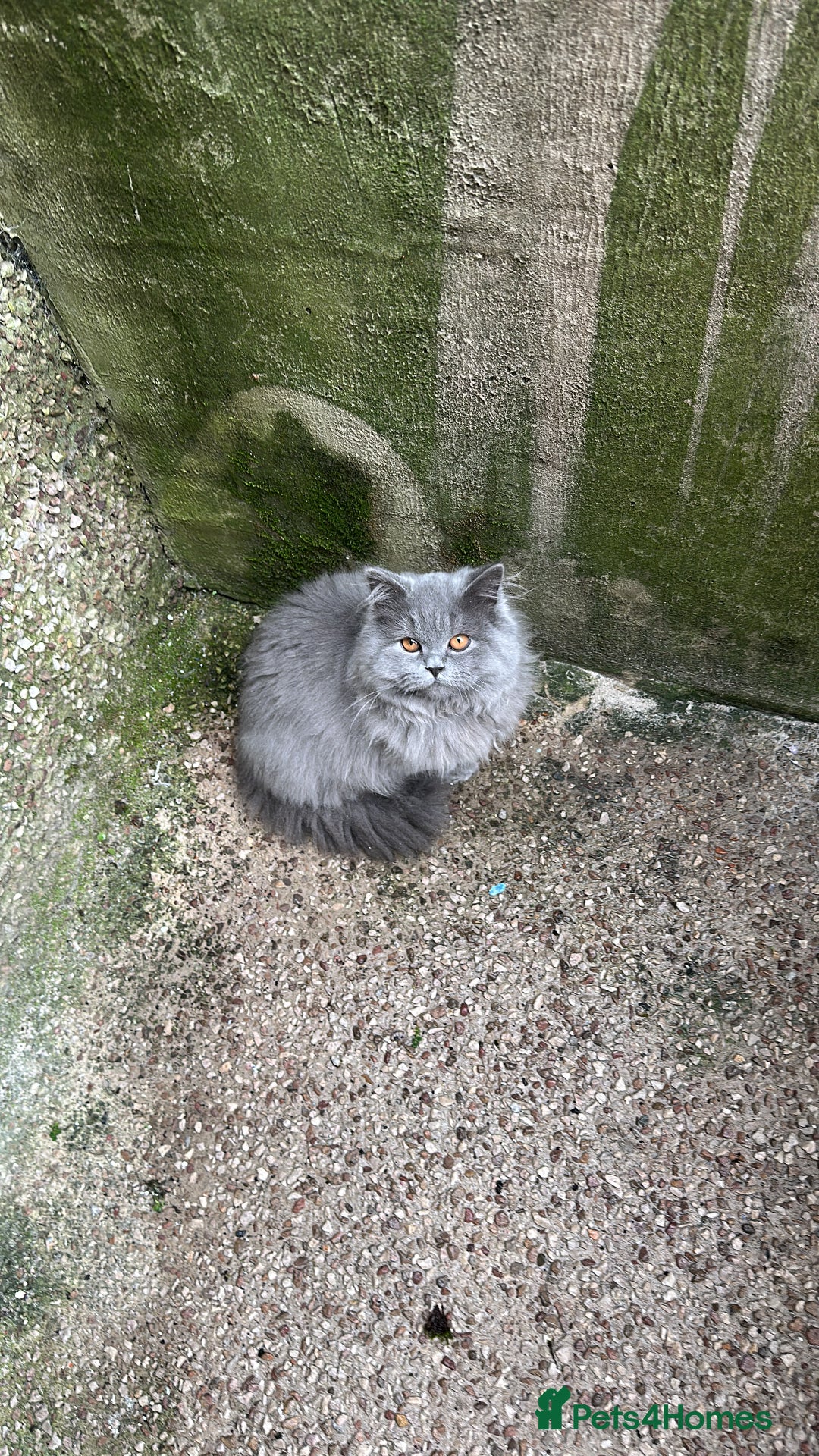 British Longhair cats for sale: British long hair female - Image 1