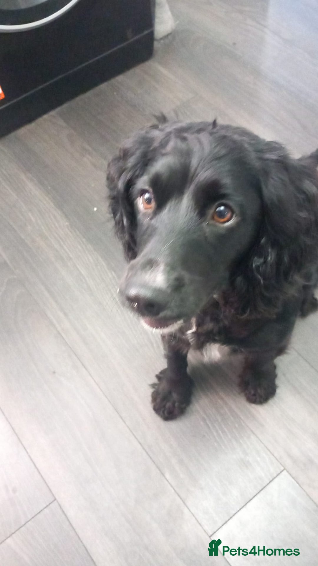 Cockapoo dogs for sale: F1 cockerpoo waiting list  - Image 5
