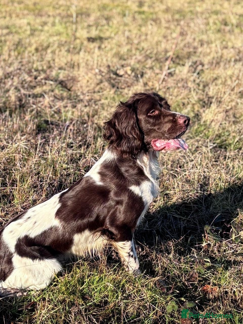 English Springer Spaniel dogs PROVEN English Springer Spaniel STUD Health Tested in Clacton-on-Sea - Advert 1