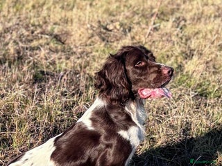 English Springer Spaniel dogs in Clacton-on-Sea - Advert 2
