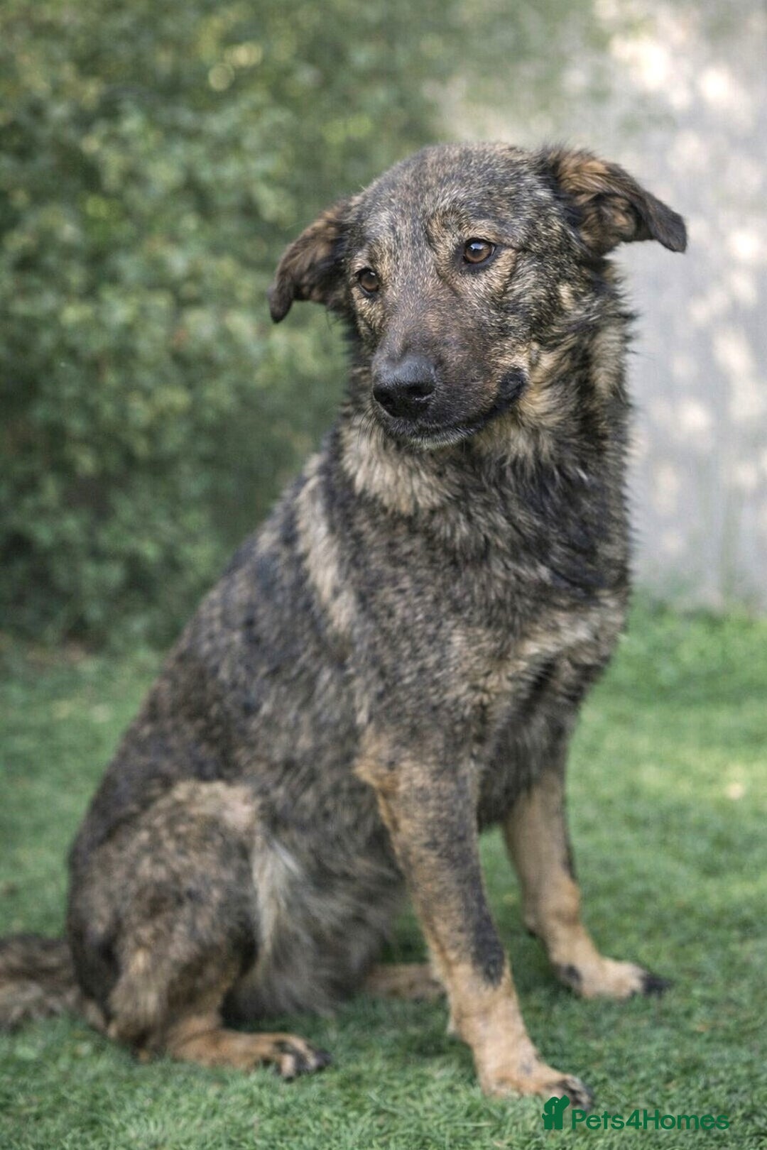 Mixed Breed dogs for adoption: Misha 🌸 A Mother’s Heart Ready for Peace - Advert 2