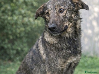 Mixed Breed dogs Misha 🌸 A Mother’s Heart Ready for Peace - Advert 3