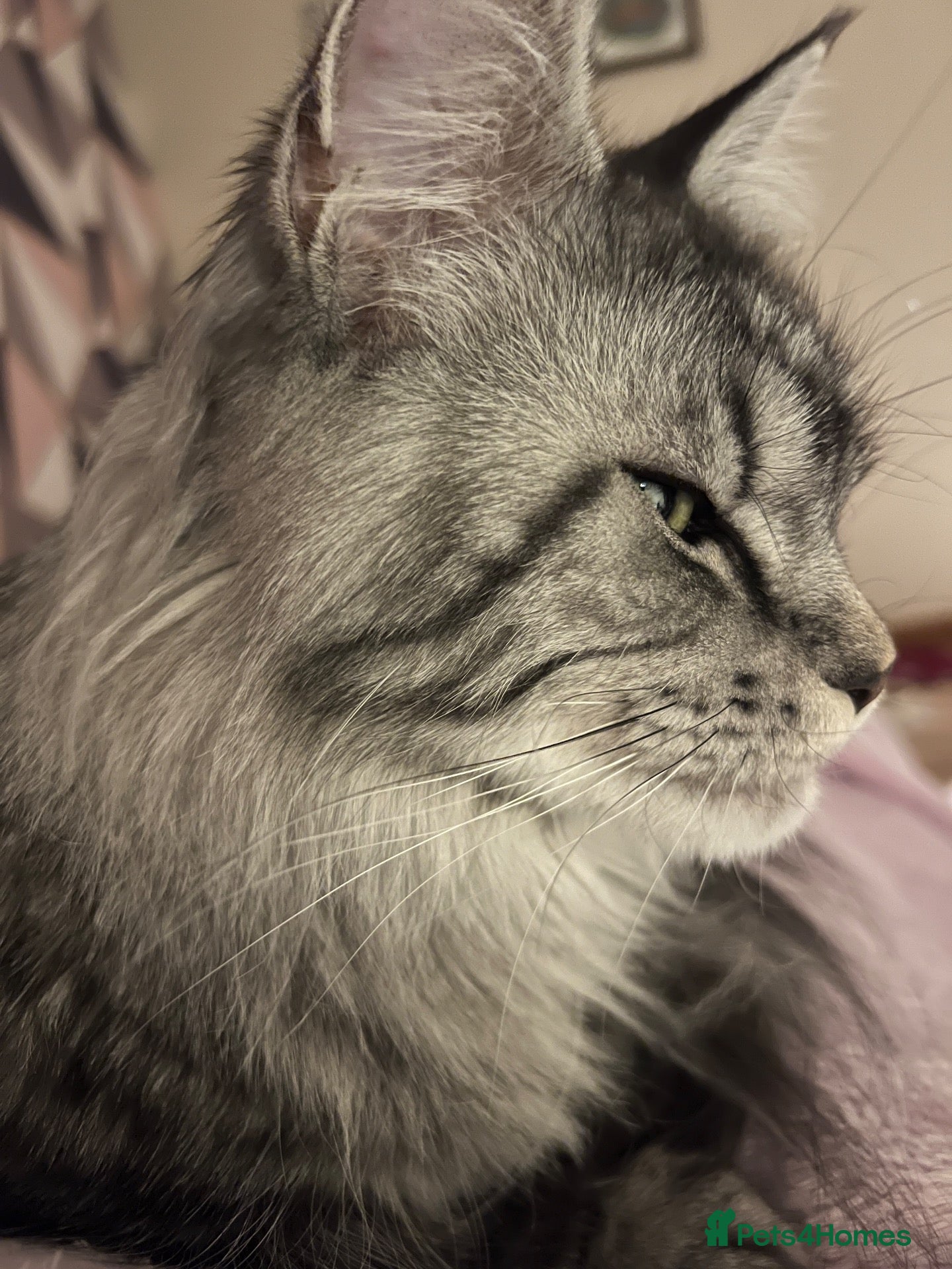 Maine Coon cats Lovely boy Maine Coon - Advert 5