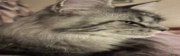 Maine Coon cats for sale: Lovely boy Maine Coon - Advert 1