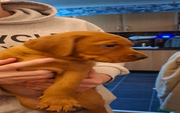 Labrador Retriever dogs for sale: KC registered Fox Red labrador puppies for sale - Image 14