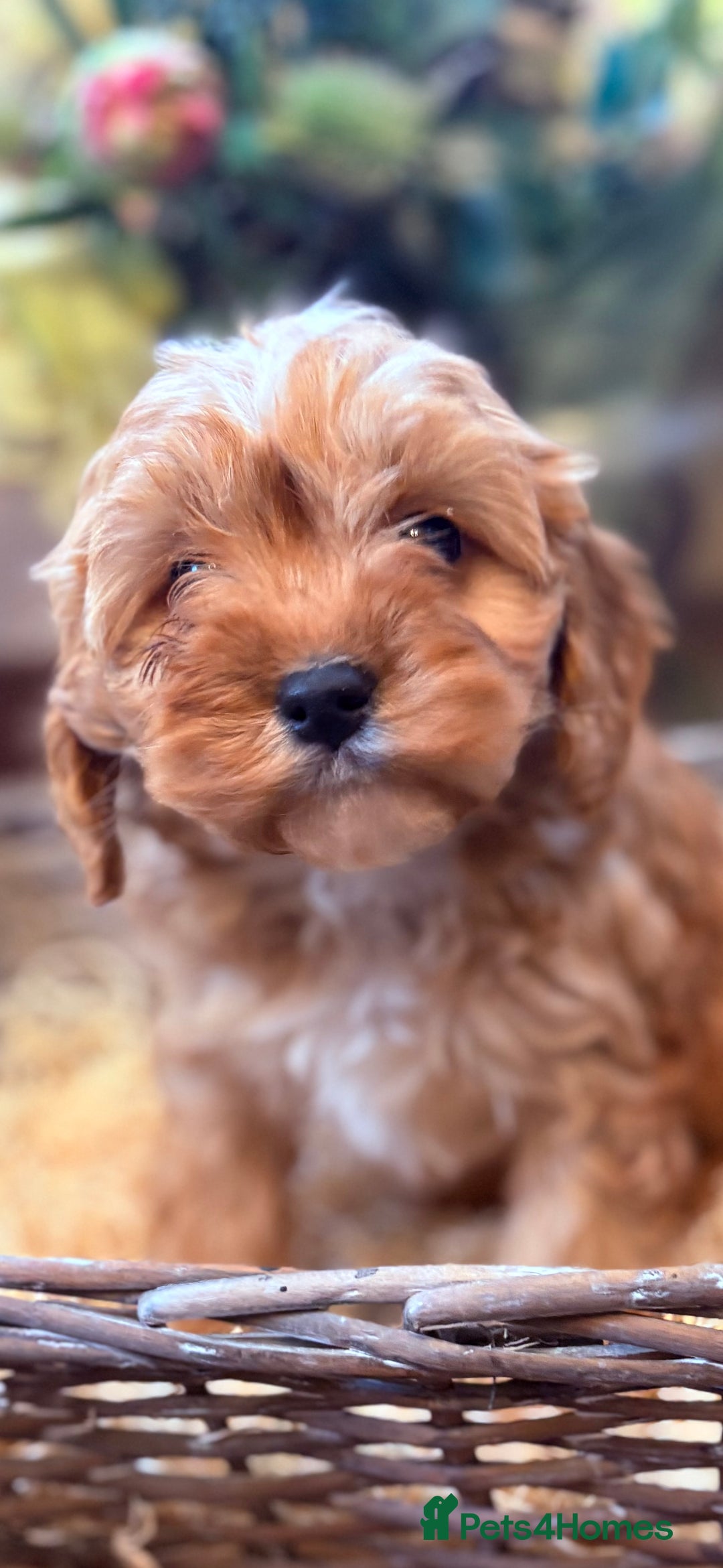 Cavapoo dogs for sale: Health tested toy cavapoo boys - Advert 27