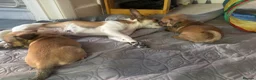 Mixed Breed dogs for sale: 2 Beautiful girls  - Advert 19
