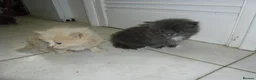 Mixed Breed cats for sale: 8 BEAUTIFUL KITTENS LOOKING FOR LOVING HOMES - Advert 8