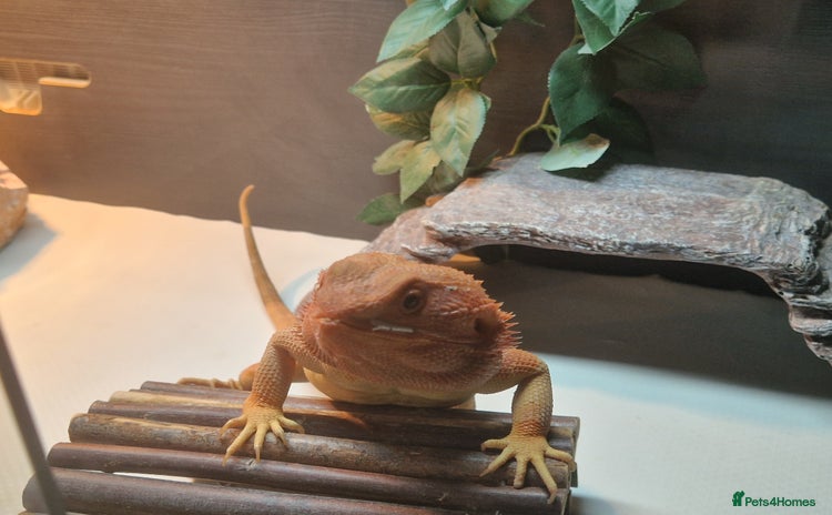 Bearded Dragon reptiles - Advert 12