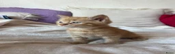 Mixed Breed cats for sale: 6 gorgeous kittens  - Advert 2