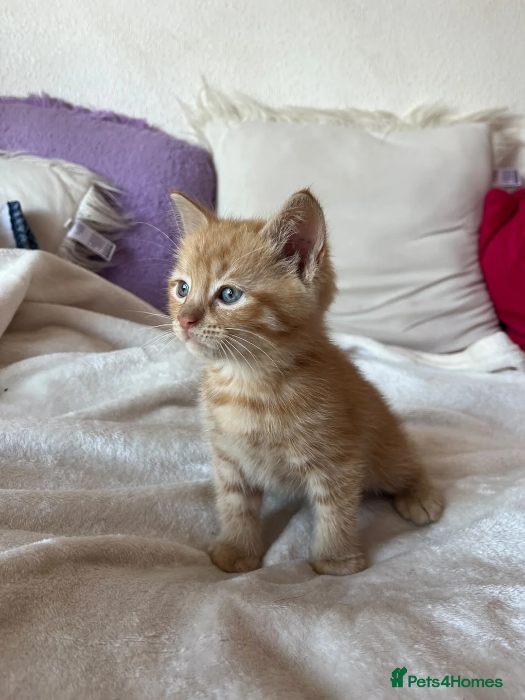 Mixed Breed cats for sale: 6 gorgeous kittens  - Advert 2