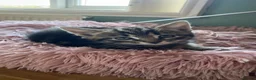 Mixed Breed cats for sale: 2 beautiful mixed breed kittens. - Advert 11