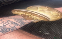 Python Snake reptiles for sale: Cinnamon lesser pos het clown  - Image 7
