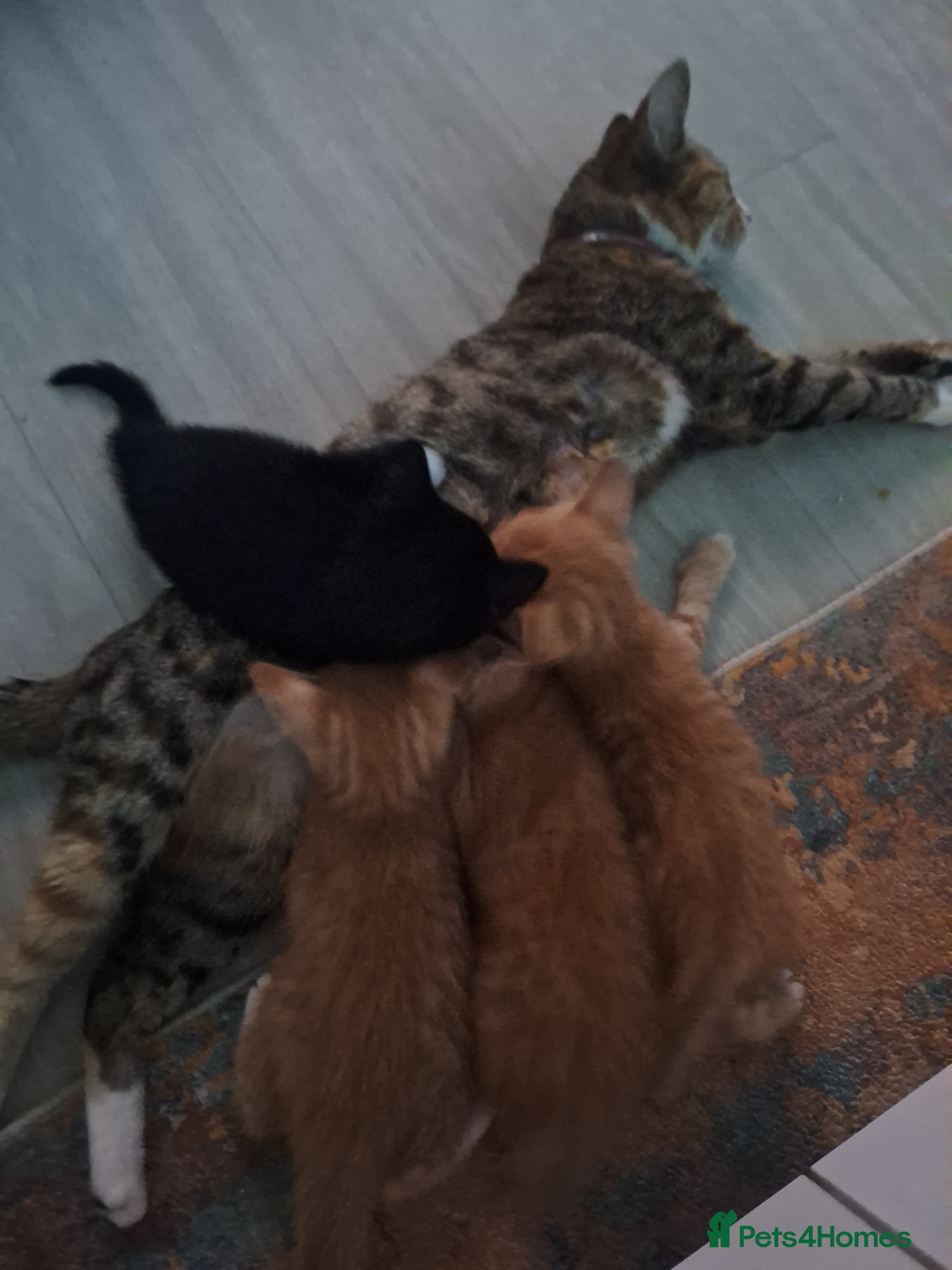 Mixed Breed cats I have 4 beautiful kittens available  - Advert 7