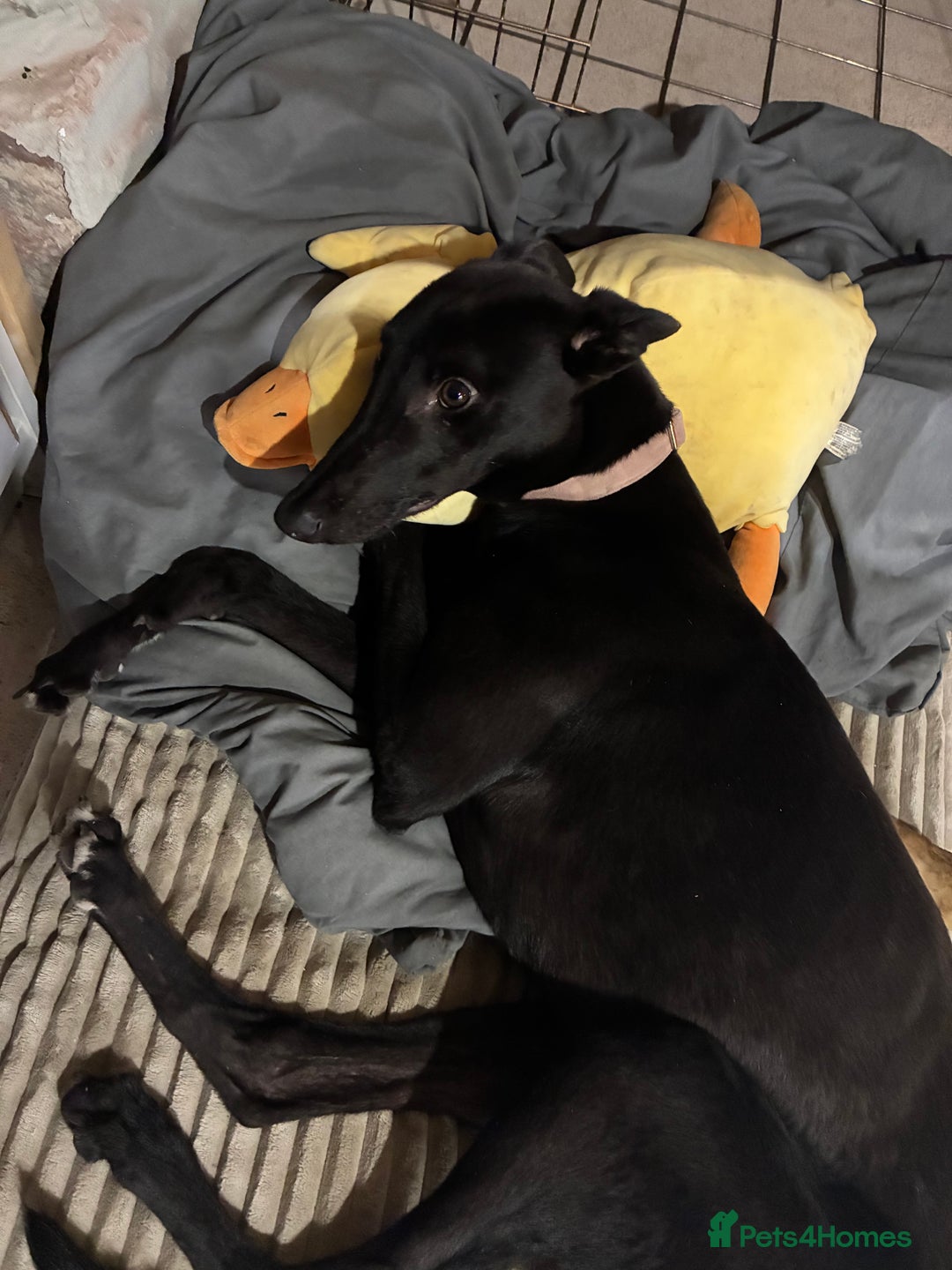 Greyhound dogs for sale: Female Greyhound  - Advert 2