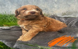 Cockapoo dogs for sale: 🌟Golden Cockapoos🌟 - Image 7