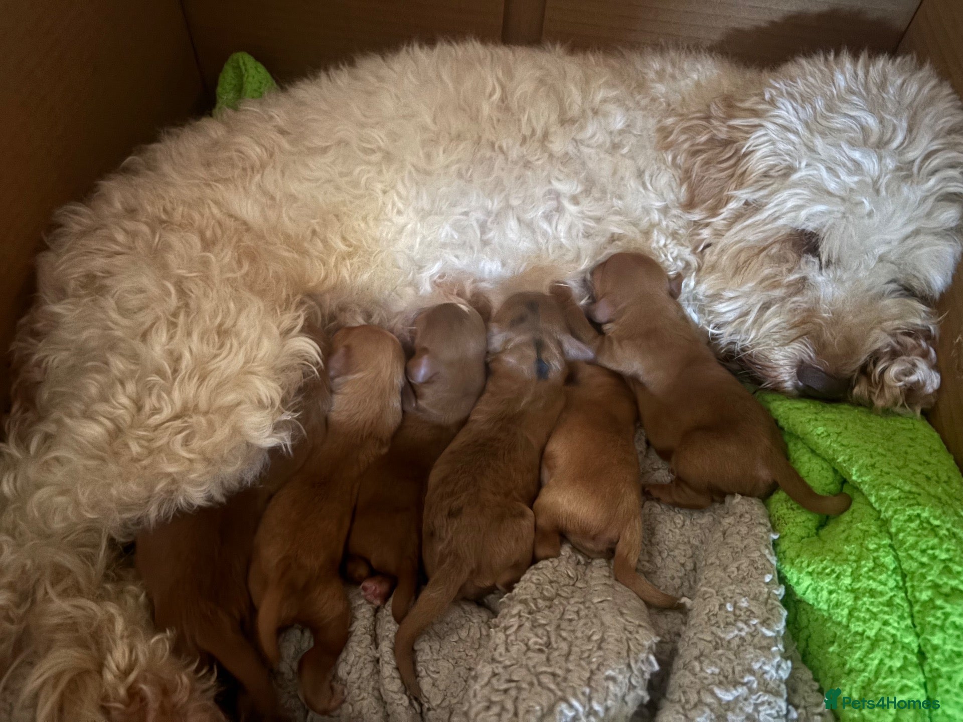 Cockapoo dogs Cockapoo puppies  - Advert 1