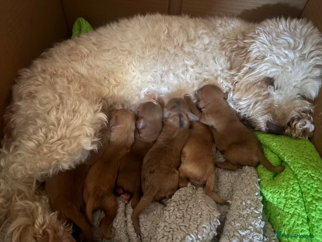 Cockapoo dogs for sale: Cockapoo puppies  in Gillingham - Advert 1