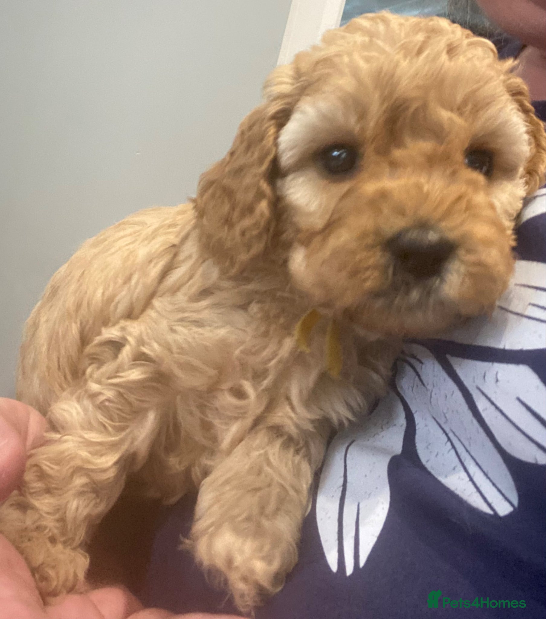 Cockapoo dogs Cockapoo Puppies- Apricot (Toy-Miniature) - Advert 1