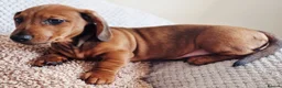 Miniature Dachshund dogs for sale: Beautiful miniature dachshund puppies - Advert 5