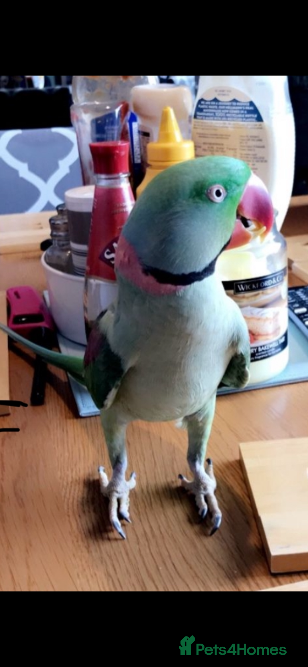 Parrots birds for sale: Alexadrene parrot - Advert 1